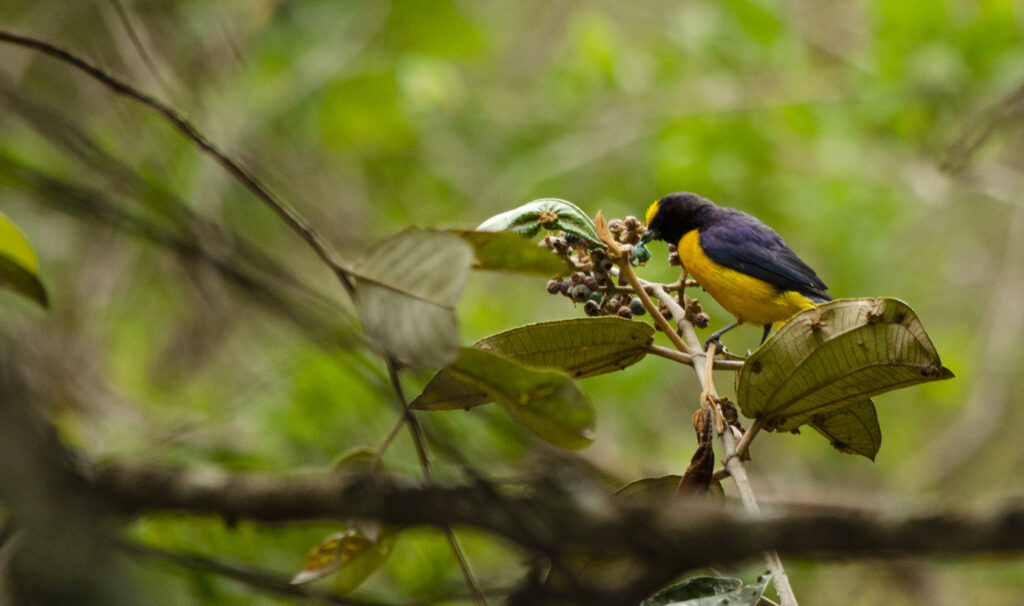Frugivoria por Euphonia chlorotica