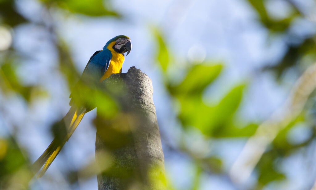 Ninho arara-canindé